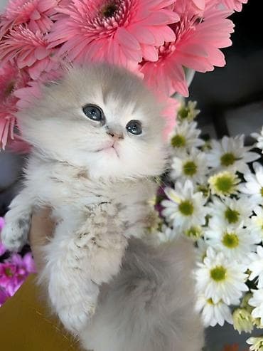 150 ile 800 arasi cins saf qan saqlam pisiklerimiz var sekilde olmayan