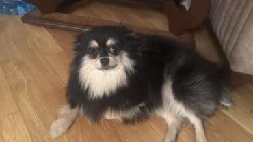 pomeranian qiyməti: Şpitz, 6 ay, Erkek, Ünvandan götürmə — 5