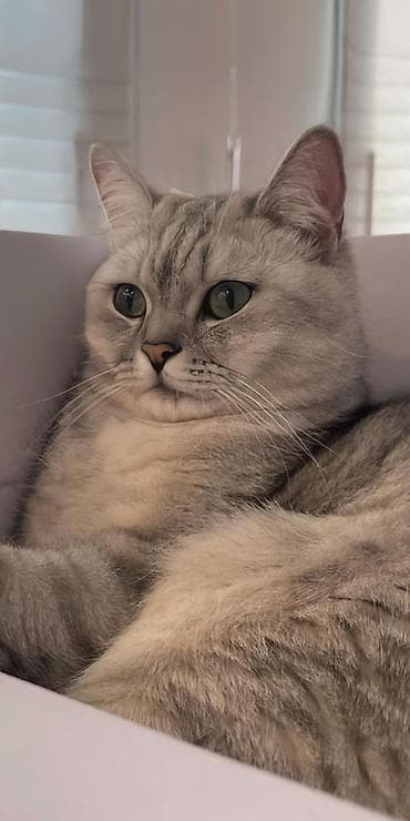 dişi at: Tabbi, Dişi, Yaxşı əllərə, Ödənişli çatdırılma — 3