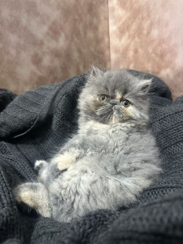 pişiy balası: Pers pişiy balası,boz uzun tüklü,oynağan,dişi — 1