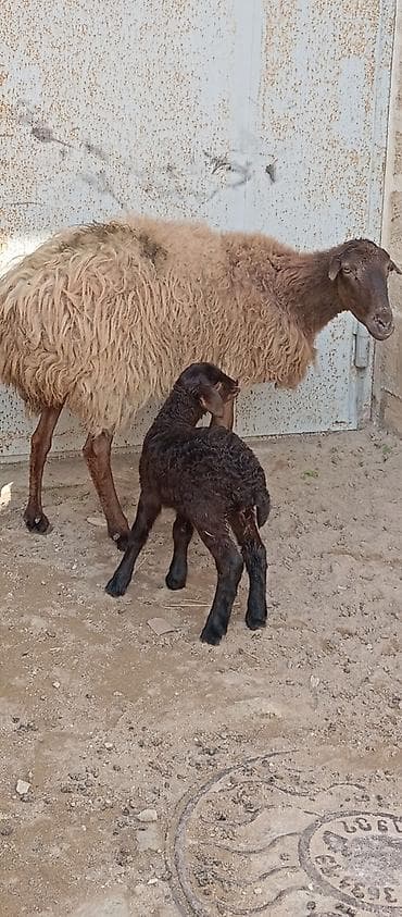 Heyvanlar üçün mallar: Salam ünvan Bakıin maştağa kendi obşi 5 baş heyvanlar 2 baş ana-bala 1 — 8