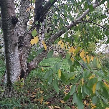 yuxuda şam ağacı görmək: Heyetyani sahe-Tikinti teyinatli, ev, ve.s heyetyani sahe 6sot — 2