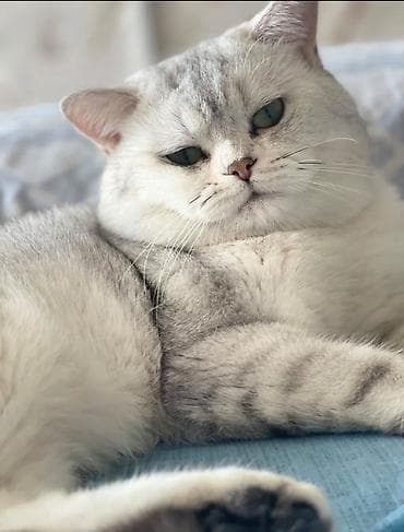 hamster satış: Şinşilla, Dişi, Yaxşı əllərə, Ünvandan götürmə — 6