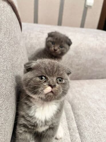 mingəcevir pişik: Britan yastı qulaq, Erkək — 4