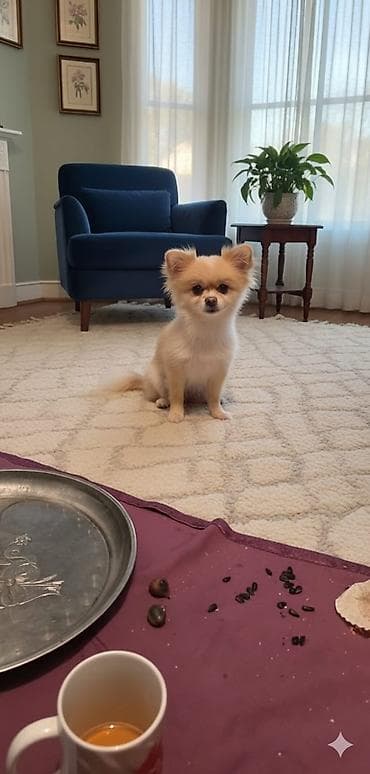 Geyimlər: Məhsul: Kiçik ölçülü it üçün şık geyim dəsti (Cütləşdirmək üçün) — 2