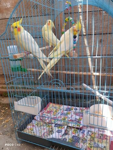 Tək tək korella 50 Azn 4 ün Alana Qefes qarişiq 200 Azn hazir cuttuler lalafo.az -da Tək tək korella 50 Azn 4 ün Alana Qefes qarişiq 200 Azn hazir cuttuler