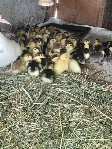 С/х животные и товары: Musk ördəyi cücələri (indo ducklings) - Növ: Musk (indo) ördəyi - — 2