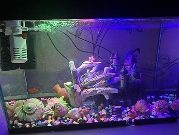 Dördbucaq akvarium, Balıqlarla birlikdə, 10 l