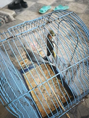 quşlar: Tecili satılır 2 eded tutu quşu bir erkek bir dişi 1 yaşndadlar riyal — 3