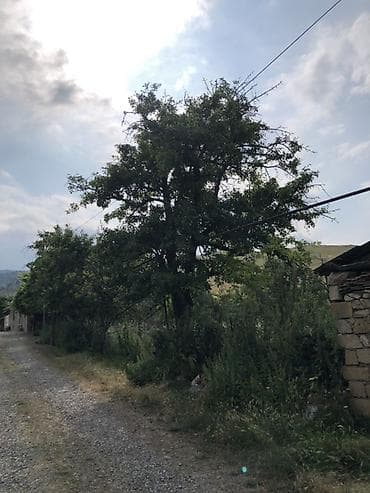 20 sot, Tikinti, Barter mümkündür, Kupça (Çıxarış)