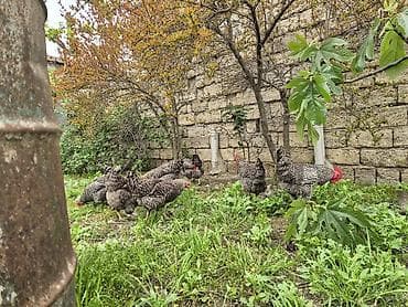 simmental cinsi: Курица, Для разведения — 5