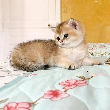 Золотая шиншилла, Самец, В добрые руки, Платная доставка, Самовывоз
