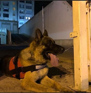qara avçarka: Alman çoban iti, 3 il, Erkek, Cütləşmə üçün — 3