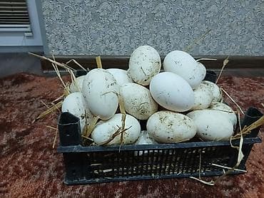 süt: Təzə qaz yumurtası - Ağırlığı iri ölçülü, qalın qabıqlı, ağ rəngli — 4