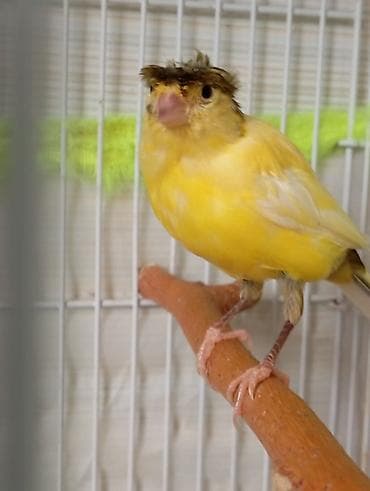 korella tutuqusu haqqında: Bülbül 3_4 ayliq dişidir təkdi başqasi yoxdu Qəfəslə birlikdə 70 manat — 1