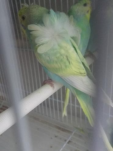 doberman balasi satilir: Yanaqsiz karellalar və yaponi̇clər satişdadi
yaponiclər cüt 80 azn — 5