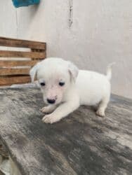 it satisi 2020: 2 ay, Erkek — 6