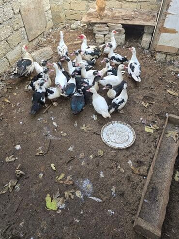 kayuqa ordek: Erkək, | Lal ördək, Damazlıq — 3