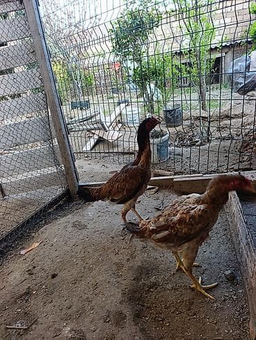 serebris cücə: Toyuq cücələri, Damazlıq — 3