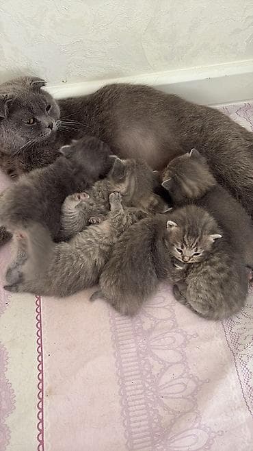 ev heyvanlari: Şotland yastı qulaq — 2