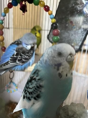 Quslar satılır 30 AZN hamsın alan olsa endırım olacag koroyluya