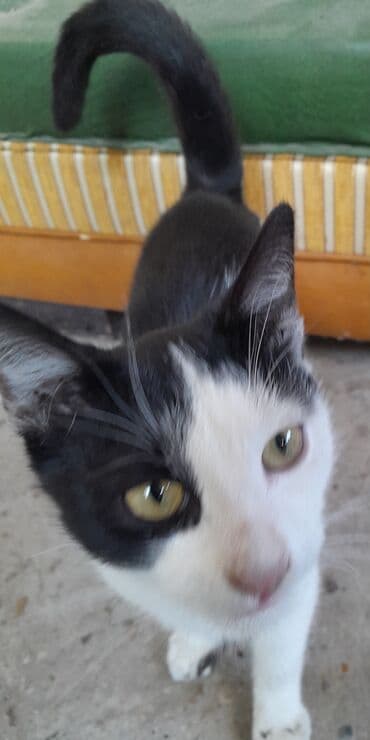 русская голубая кошка цена: Rus mavi, Dişi, Yaxşı əllərə, Ünvandan götürmə — 10