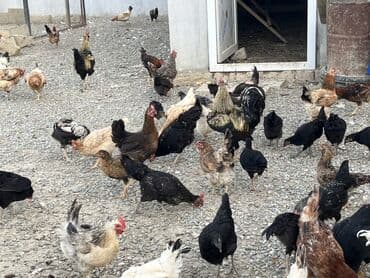 cücə və xoruz: Toyuq, Australorp, Brama, Damazlıq, Ünvandan götürmə — 39