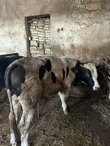 at satilir: Satış: 2 baş iri buynuzlu heyvan 1 basErkek 1 bas disi duyedi crasni — 8
