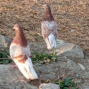 аквариум без рыб: Ağ rəngli dekorativ göyərçinlər - Tam ağ lələklər, bəzi fərdlərdə — 5