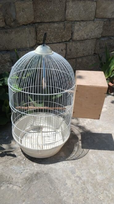 hazır ev layiheleri: Hazir erkey tam hazirdi dişini satmisam tək qalib 2 dəfe bala almisam — 3