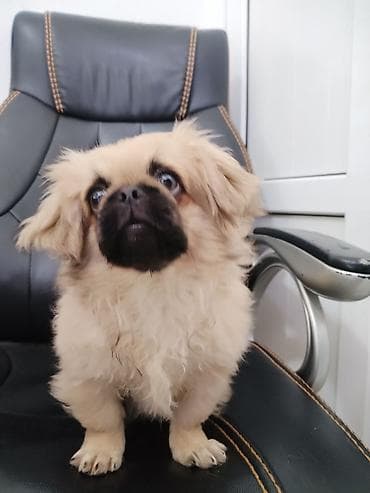 it pekines: Pekines — 6
