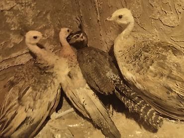 it yemi: Tovuz quşu balası (paun cücəsi) - Növ: Tovuz quşu (peafowl) – gənc — 6