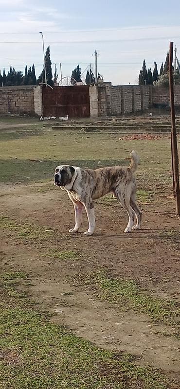 sirin pisik sekilleri: Qurdbasar, 2 il, Erkek, Peyvəndli, Ödənişli çatdırılma — 1