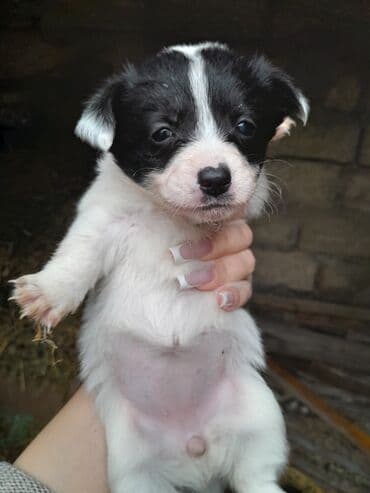 zvanok itler etibarlı əllərə veriril: Zvonok, 2 ay, Dişi, Ünvandan götürmə — 4