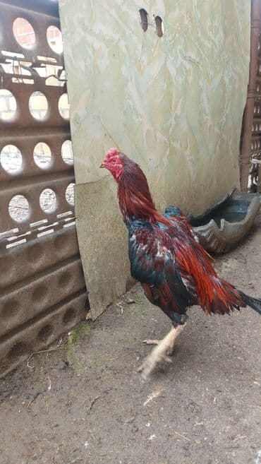 домик для большой собаки: Xoruz, il: 2 — 2