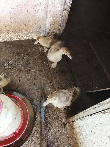 Macar ördeyi lal 5 manatdan 10 manata qədər qiymetlerle — 9