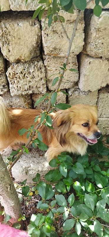 barter itle: Pekines, Erkek — 3