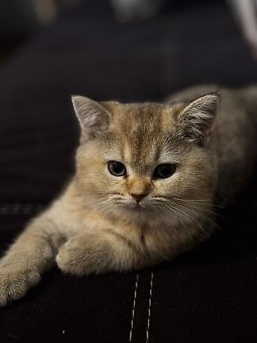 Pişiklər: Britan, Pulsuz çatdırılma — 4