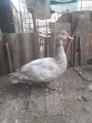 çöl ördəyi: Erkək, | Macar, Damazlıq, Ünvandan götürmə — 1