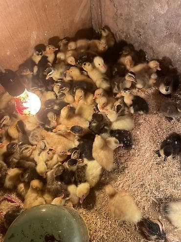 ördək balası və cücə: Təsvir: - Yeni çıxmış balaca ördək balaları lal ördəklər 4 manat səsli — 2