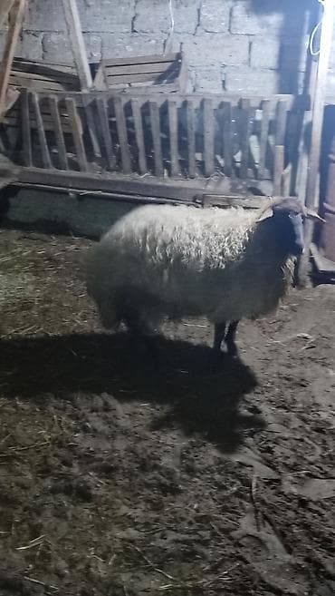 inek adlari azerbaycan: İki baş Şişek Satılır Heyvanlar tam sağlamdır heç bir problemi yoxdu — 4