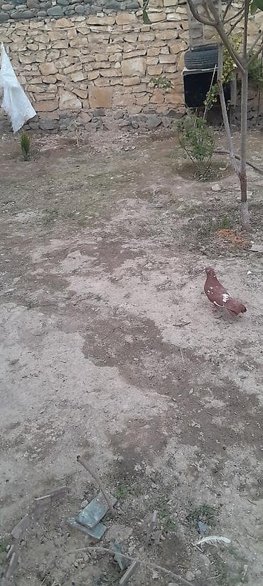 goyerçinler: Qırmızı-ağ naxışlı ev göyərçini - Növ: ev göyərçini (dekorativ/uçuş — 2