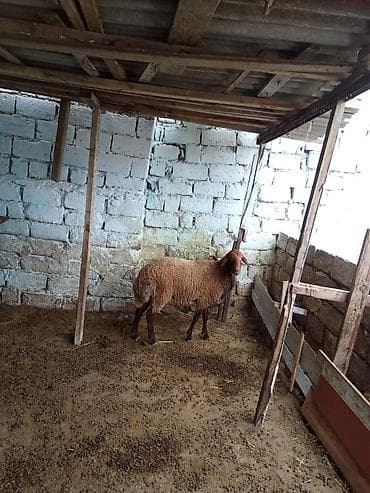 Erkey toğulu satılır istəyən olsa yazsın real alıcıya endirim olacaq 1
