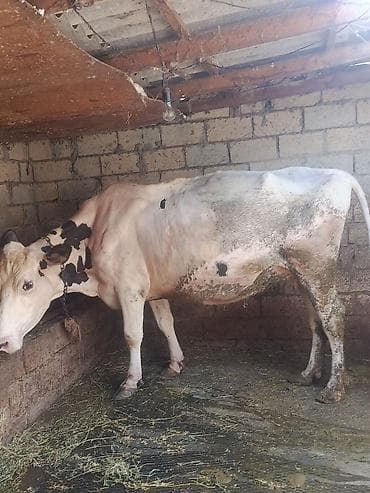 inək sortları: Südlük inək - Rəng: Açıq krem tonlu bədən, qara ləkələr - Yaşına və — 2