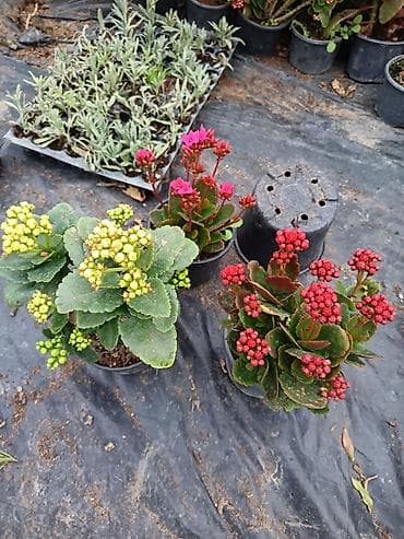 Çöl bitkiləri: Kalanxoe (Kalanchoe blossfeldiana) – saksı bitkisi - Çeşid: çiçəkli — 4