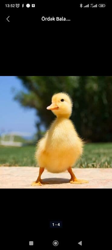 Ördək cücələri, Ətlik, Ünvandan götürmə, Pulsuz çatdırılma, Ödənişli çatdırılma