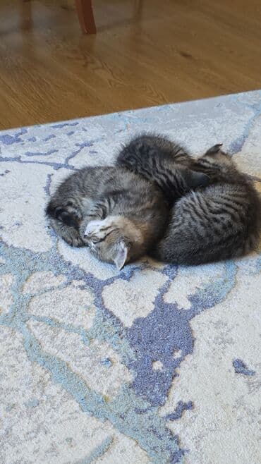 кошки в добрые руки баку: Кошки — 1