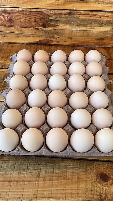 Mayali heyrati yumurtasi