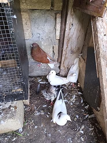 Tam saglam heyvanlardi. Əbrəsnen şeyka cutdu yumurtaya döyuller. Hamsi — 1