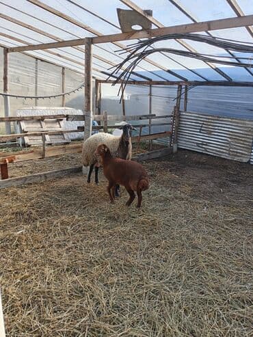 qoyunlar quzular: Dişi, Qala, il: 1, 50 kq, Damazlıq, Ünvandan götürmə — 7